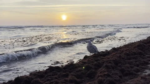 Liepaja 2022 Seagull at Sunset Stock Footage 201549012