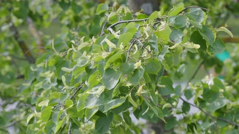 Liepos sakos Video stock 203968814