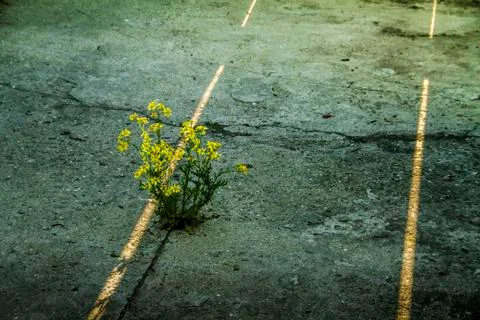 A life - 2 Foto stock