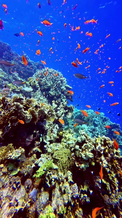 Life Along the Reef Видео 347708841