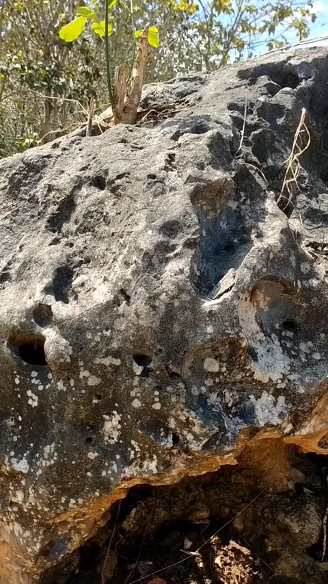 Life Among the Rocks Stock-Footage 341796958