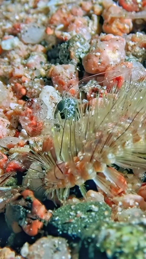 Life among the rocks a macro view in aqaba Stock Footage 314133142