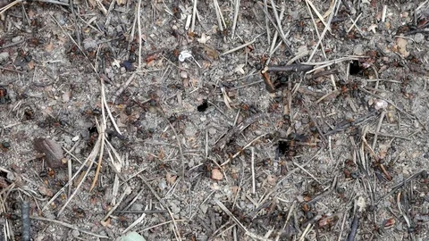Life in an ant hill. 스톡 동영상 117222509