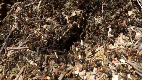 The life of ants in an ant Stock Footage 107778155