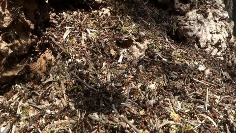The life of ants in an ant Stock Footage 107778502