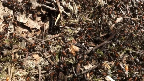The life of ants in an ant Stock Footage 107778680