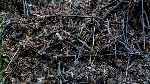 The life of ants in an anthill. close-up. Vídeos de archivo 131720064