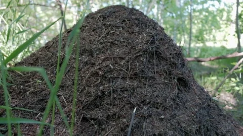 The life of ants in an anthill. Overall plan. Video stock 131720491
