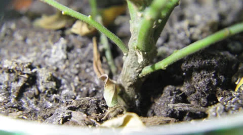 Life of ants Stock Footage 25614318