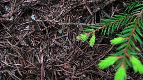 The Life Of Ants Video stock 72017581