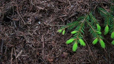 The Life Of Ants Video stock 72018549