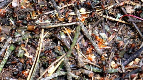 Life of ants Stock Footage 108608609