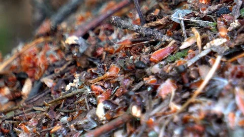 Life of ants Stock Footage 108608760