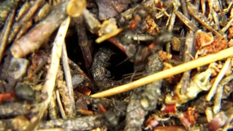 Life of Ants Stock Footage 136648517