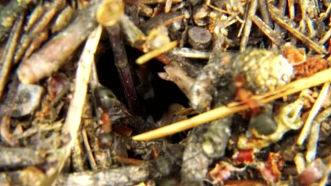 Life of Ants Stock Footage 136648527
