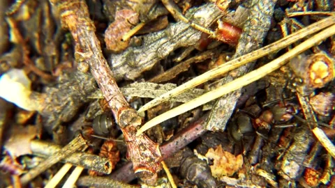 Life of Ants Stock Footage 136648580