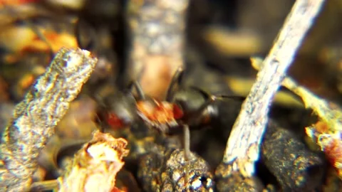 Life of Ants Stock Footage 136648611