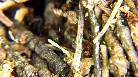 Life of Ants Stock Footage 136648613
