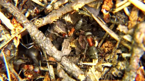 Life of Ants Stock Footage 136648677