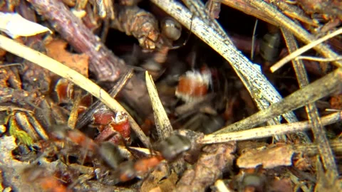 Life of Ants Stock Footage 136648725