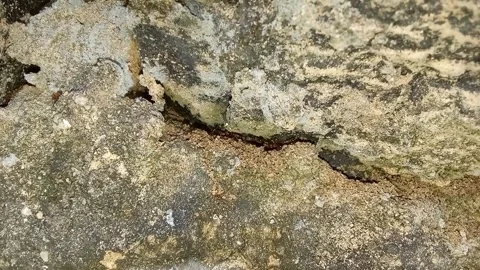 Life of Ants Stock Footage 300442223