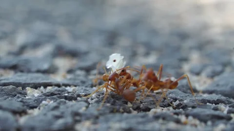 Life of ants. Stock Footage 304897834