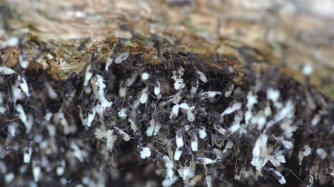 Life of ants. Stock Footage 304897839