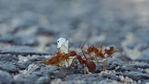 Life of ants. Stock Footage 304897863