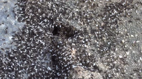 Life of ants. Stock Footage 304897867