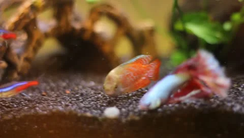 Life in a aquarium! Video stock 10898721
