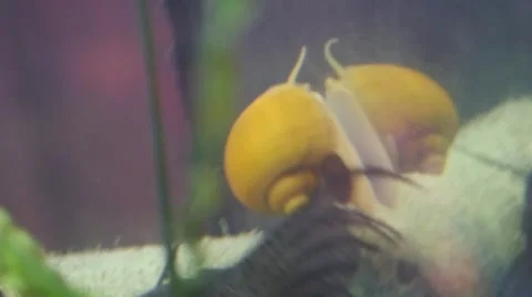Life in an aquarium Video stock 46102590
