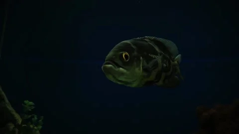 Life in an aquarium Видео 160247608