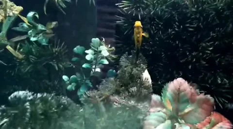 Life in the aquarium Stock Footage 222532342