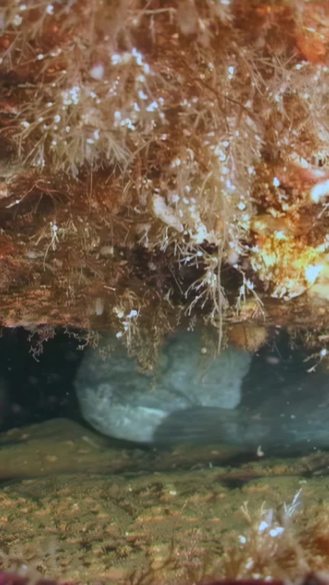 Life aquatic beneath the surface of White Sea in vertical format Stock Footage 314132768