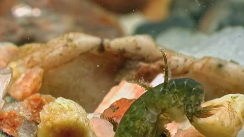 Life aquatic unseen tiny creatures of the White Sea's Arctic bottom Stock Footage 316212088