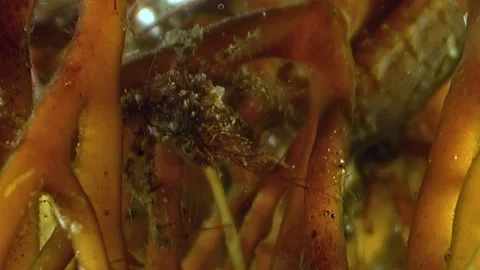 Life Aquatic Of White Sea Tiny Invertebrates Dancing In The Kelp Forest Stock Footage 314745725