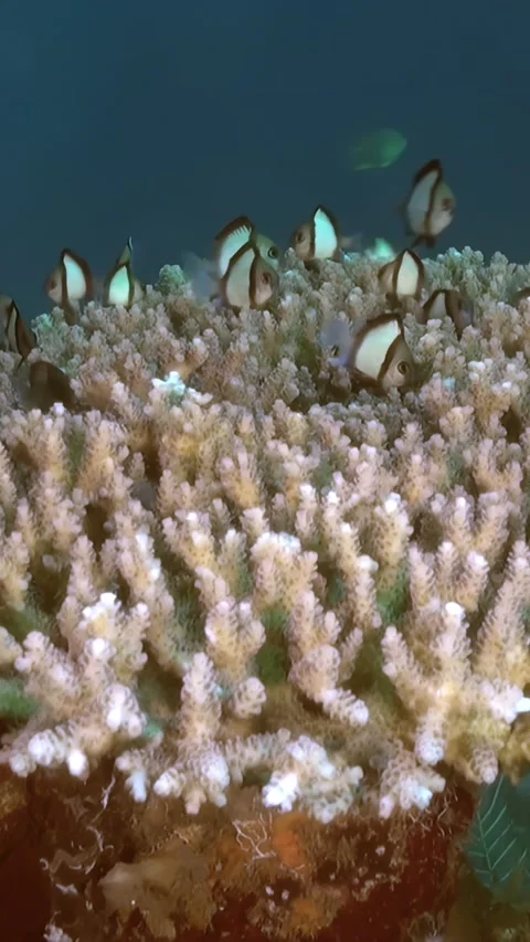 Life Around Reef Teeming With Small Fish During the Day Stock-Footage 321409894