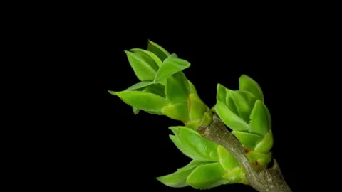 Life awakens Stock Footage 305767192