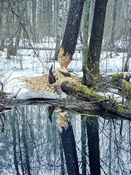 The life of a beaver Foto stock