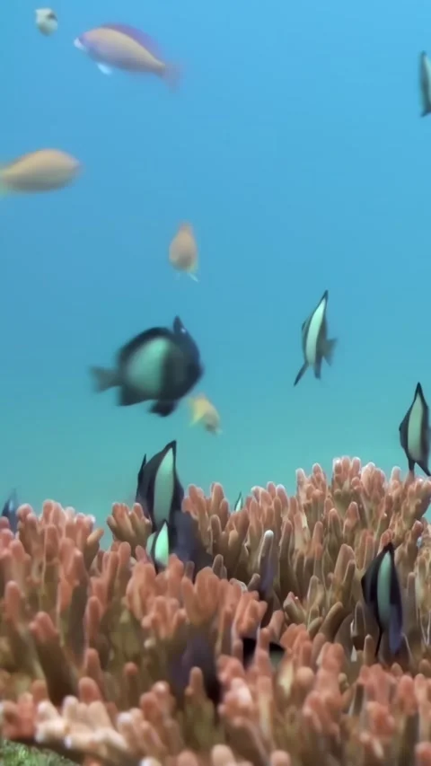 Life Beneath the Surface at Great Barrier Reef With Schools of Fish Stock Footage 321410041