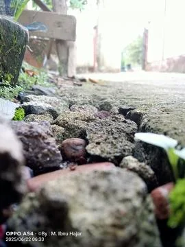 Life Between Cracks - A Ground-Level Perspective of Rural Tranquility Stock Photos