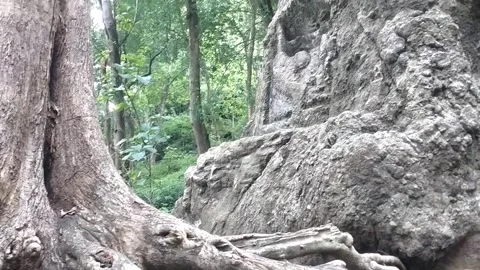 Life Between Roots and Rocks Stock Footage 329242294