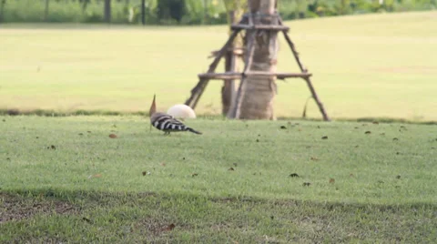 Life bird 스톡 동영상 33872808