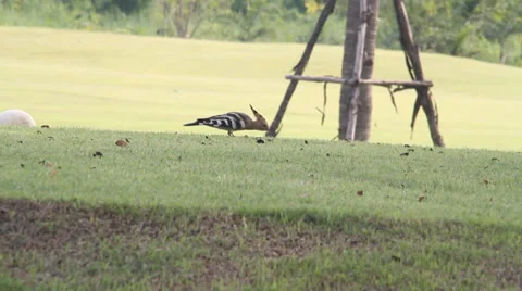 Life bird 스톡 동영상 33872913