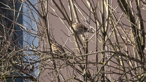 From the life of birds Vidéo 103996242