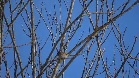 From the life of birds Vidéo 103996337