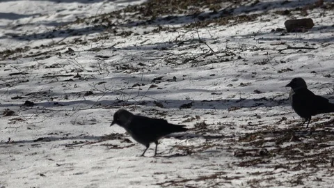 From the life of birds 動画素材 103996449