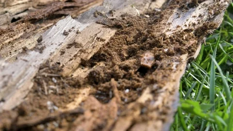 Life of black ants in macro. High quality 4k footage Stock-Footage 221932124