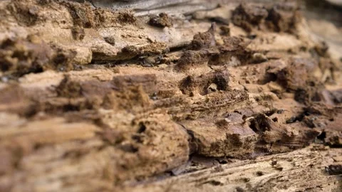 Life of black ants in macro. High quality 4k footage Stock-Footage 221932147