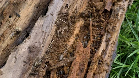 Life of black ants in macro. High quality 4k footage Stock-Footage 221932231